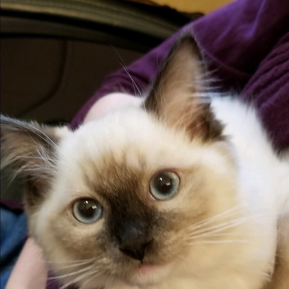 Meet your Posher, Casey